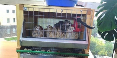 Kako držati prepelice u stanu